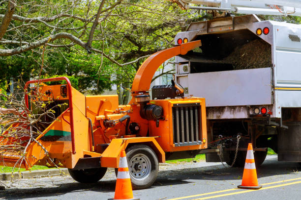 Best Emergency Tree Service  in White Sands, NM